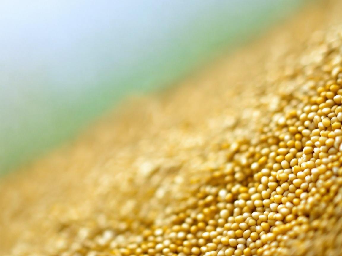 黍子与儿科健康,别样关联 黍子与儿科健康,别样关联